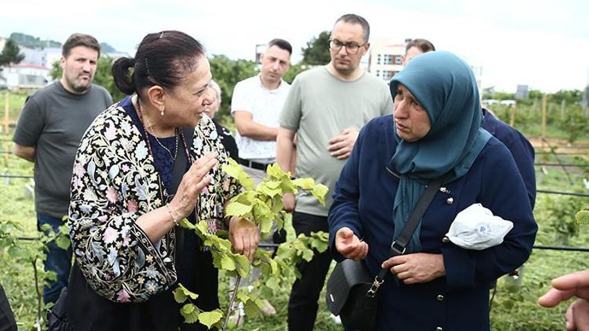 Fındık bahçesi olanlar dikkat: Verimi 6 kat artıran mucize yöntem! Ocak sistemi tarihe karışıyor, İşte yeni terbiye yönteminin sırrı!