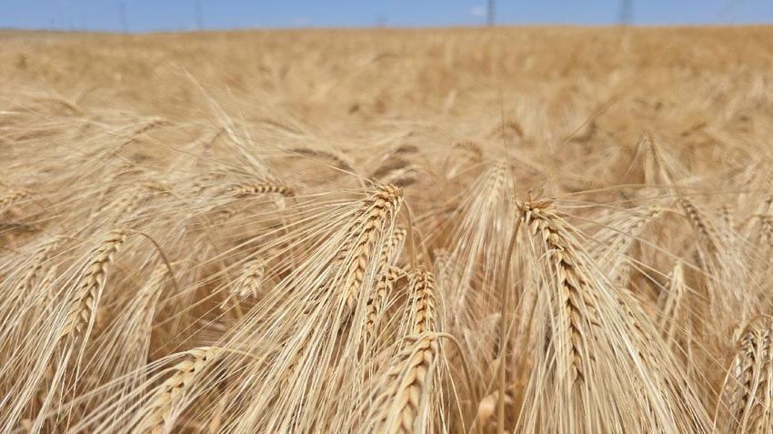 Yozgat’ta arpa hasadı başladı: 1 milyon 388 bin 575 ton üretim bekleniyor