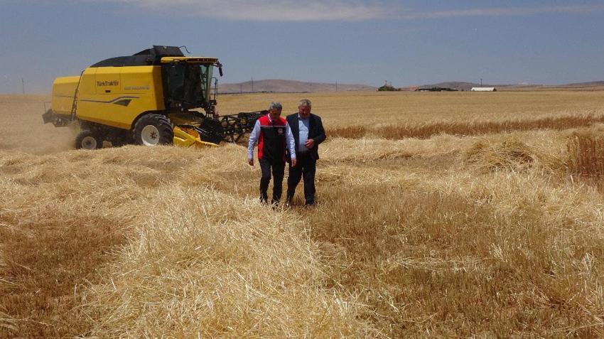 Yozgat’ta arpa hasadı başladı: 1 milyon 388 bin 575 ton üretim bekleniyor