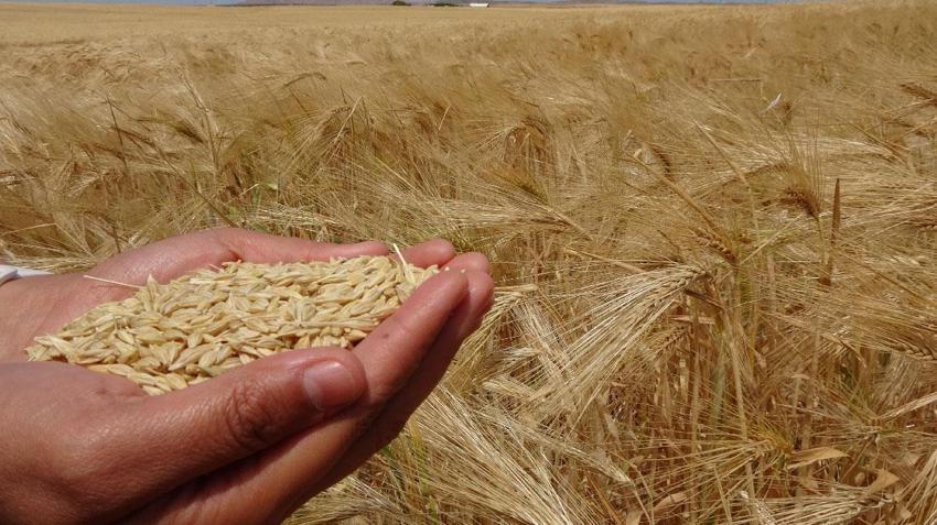 Yozgat’ta arpa hasadı başladı: 1 milyon 388 bin 575 ton üretim bekleniyor