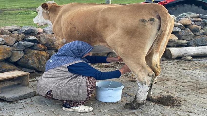 Yaylada üretim mesaisi başladı! Kadınlar sabahın ilk ışıklarıyla işe koyuluyor
