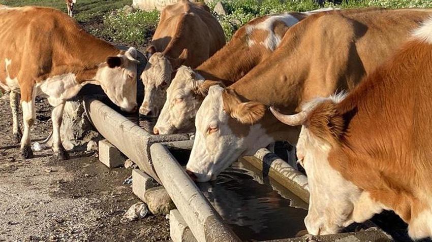 Yaylada üretim mesaisi başladı! Kadınlar sabahın ilk ışıklarıyla işe koyuluyor