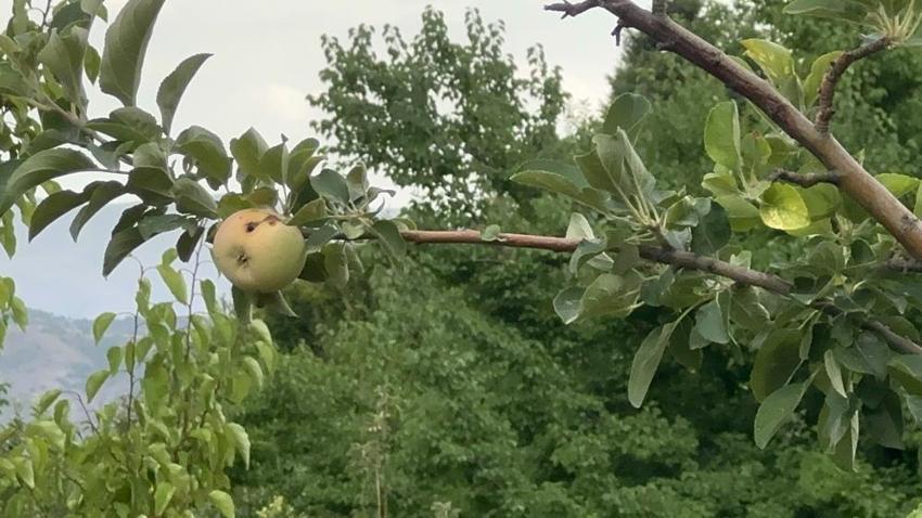 Geçen yıl hasat yoktu, bu yıl rekolte patladı! Dallar meyveyi taşıyamıyor