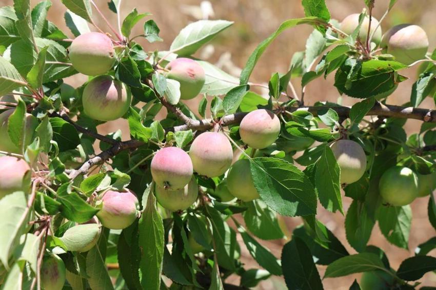 Geçen yıl hasat yoktu, bu yıl rekolte patladı! Dallar meyveyi taşıyamıyor