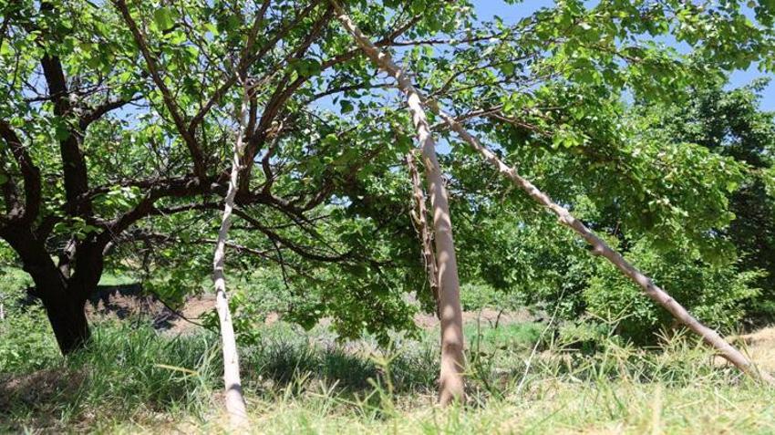 Geçen yıl hasat yoktu, bu yıl rekolte patladı! Dallar meyveyi taşıyamıyor
