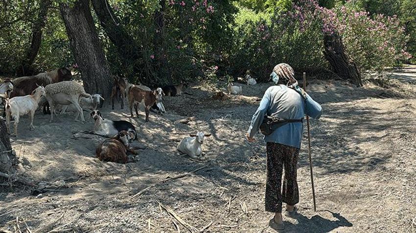 Muğla'nın meralarında 90 yaşında bir çınar! Elinde değneğiyle her gün hayvanlarını otlatıyor