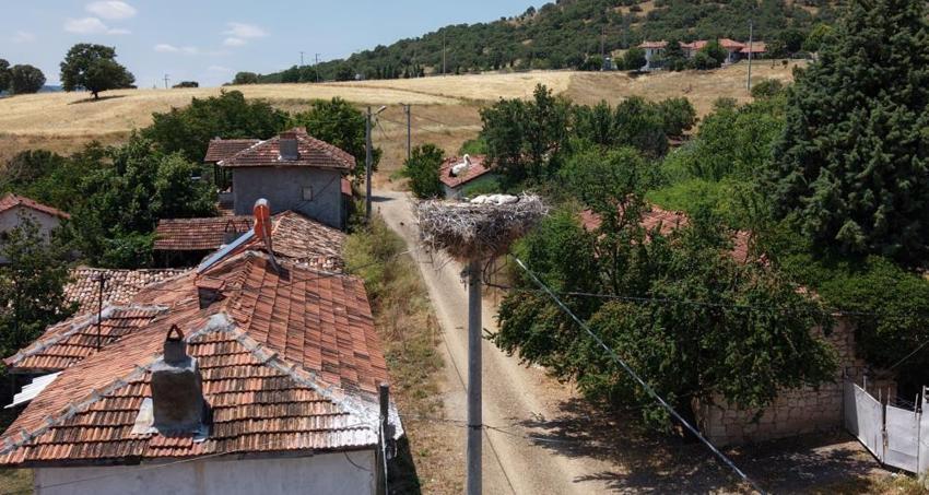 Kütahya’da leylekler çiftçilerin elinden besleniyor! Evde kimse olmayınca pencereyi tıklatıp yemek istiyorlar