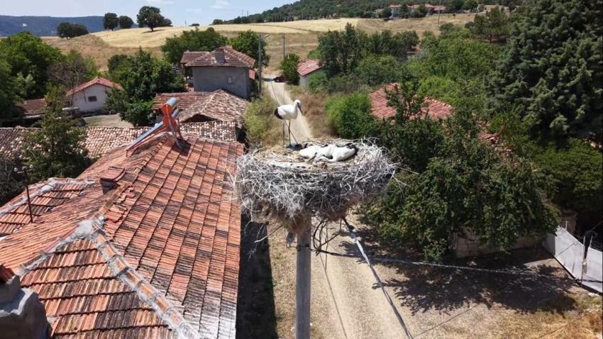 Kütahya’da leylekler çiftçilerin elinden besleniyor! Evde kimse olmayınca pencereyi tıklatıp yemek istiyorlar