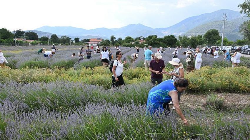 Fethiye’de kartpostallık görüntüler! Yeşilüzümlü’de mor tarlalar doldu taştı: 5. kez hasat edildi!