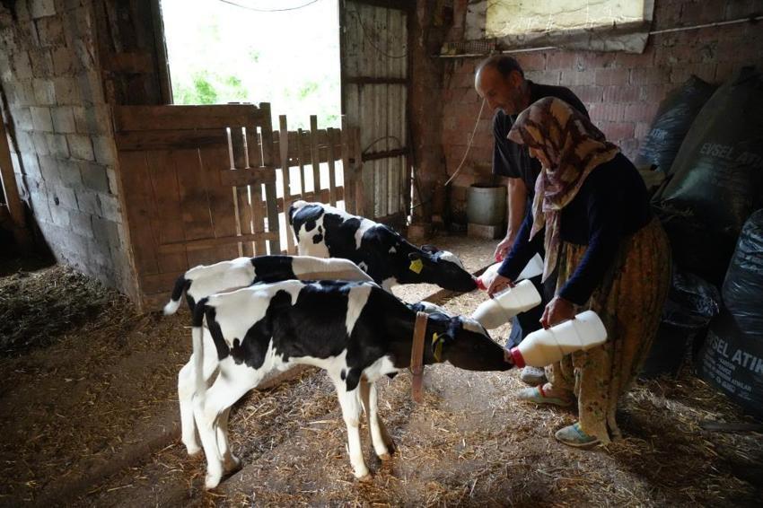 Edirne’de milyonda bir görülen mucize! İkiz bekleyen besici üçüncü yavruyu görünce gözlerine inanamadı! 'Rabbim bereketini veriyor'