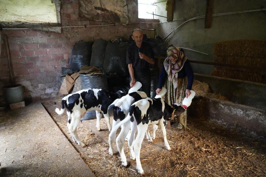 Edirne’de milyonda bir görülen mucize! İkiz bekleyen besici üçüncü yavruyu görünce gözlerine inanamadı! 'Rabbim bereketini veriyor'