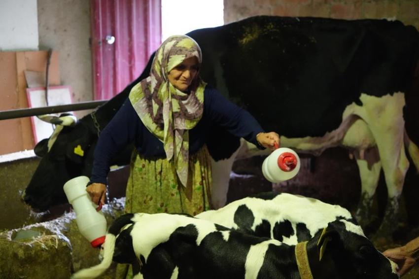 Edirne’de milyonda bir görülen mucize! İkiz bekleyen besici üçüncü yavruyu görünce gözlerine inanamadı! 'Rabbim bereketini veriyor'