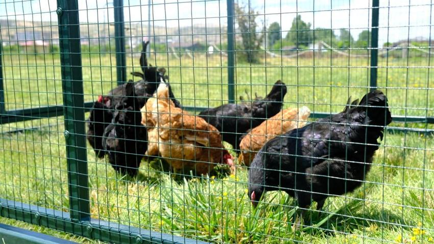 Sivas'ta ölümcül riske karşı gezici tavuk kümesi uygulaması!