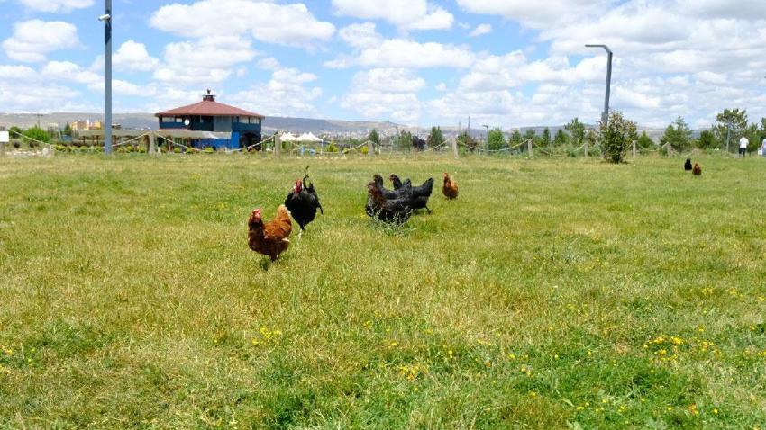 Sivas'ta ölümcül riske karşı gezici tavuk kümesi uygulaması!
