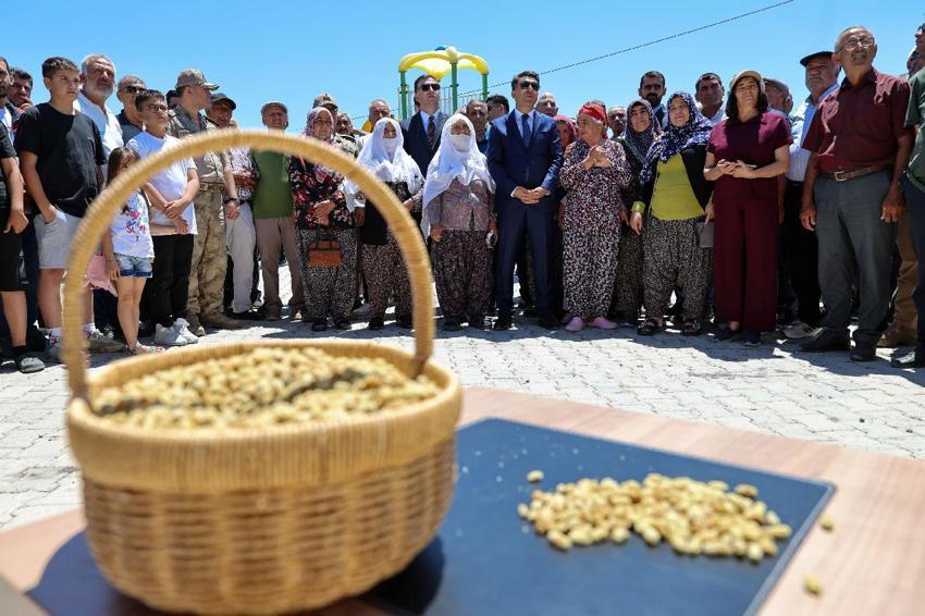 Tunceli'nin coğrafi işaretli Ulukale dutunda bu yıl 650 ton rekolte beklentisi