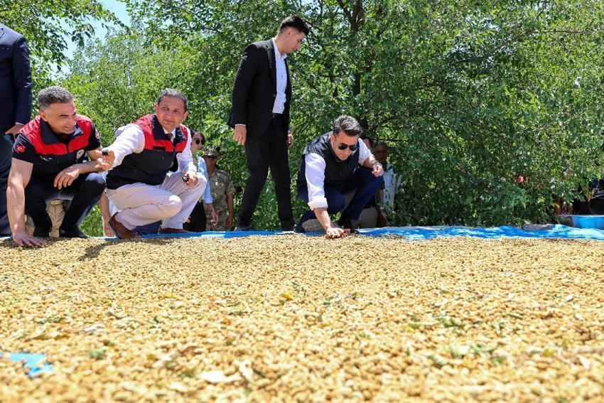 Tunceli'nin coğrafi işaretli Ulukale dutunda bu yıl 650 ton rekolte beklentisi