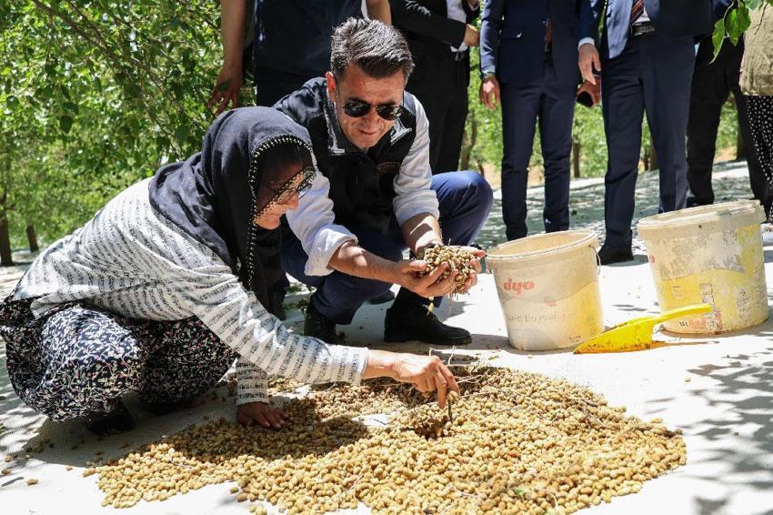 Tunceli'nin coğrafi işaretli Ulukale dutunda bu yıl 650 ton rekolte beklentisi