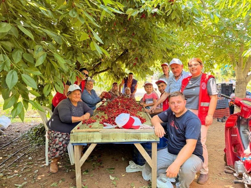 Ege’de kiraz bahçelerine gençlik aşısı! Gönüllü gençler üreticilerle omuz omuza hasat yaptı