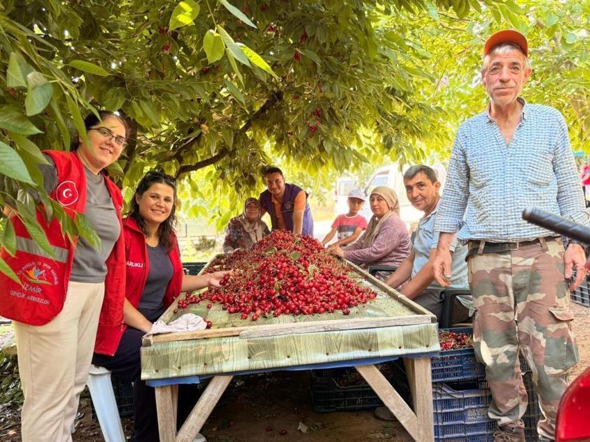 Ege’de kiraz bahçelerine gençlik aşısı! Gönüllü gençler üreticilerle omuz omuza hasat yaptı