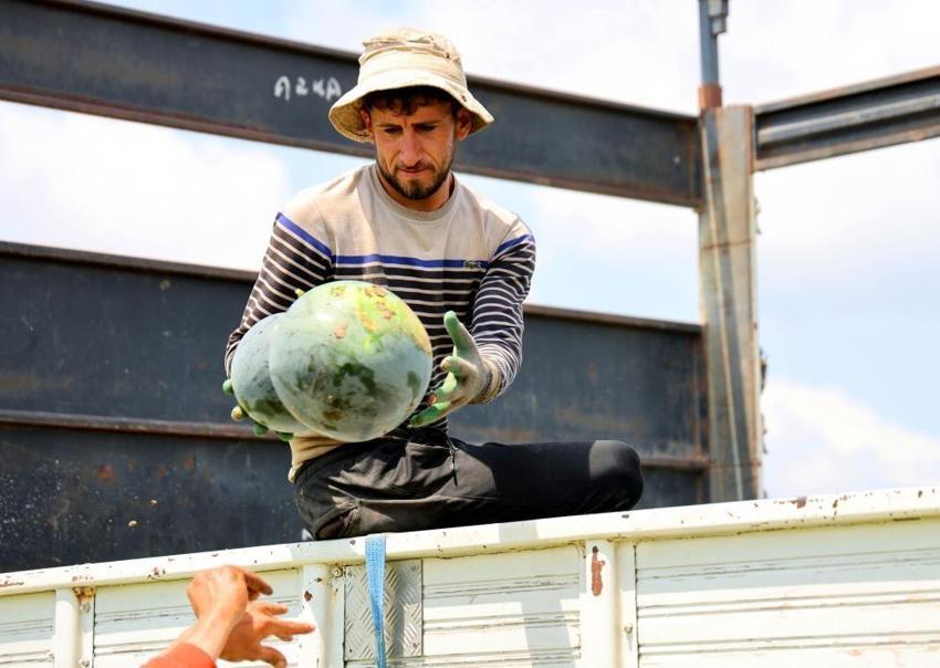 Adana'da tarlada fiyatlar çakıldı! Kilosu 25 liradan 8 liraya düştü: Talep azaldı, kazanç eridi