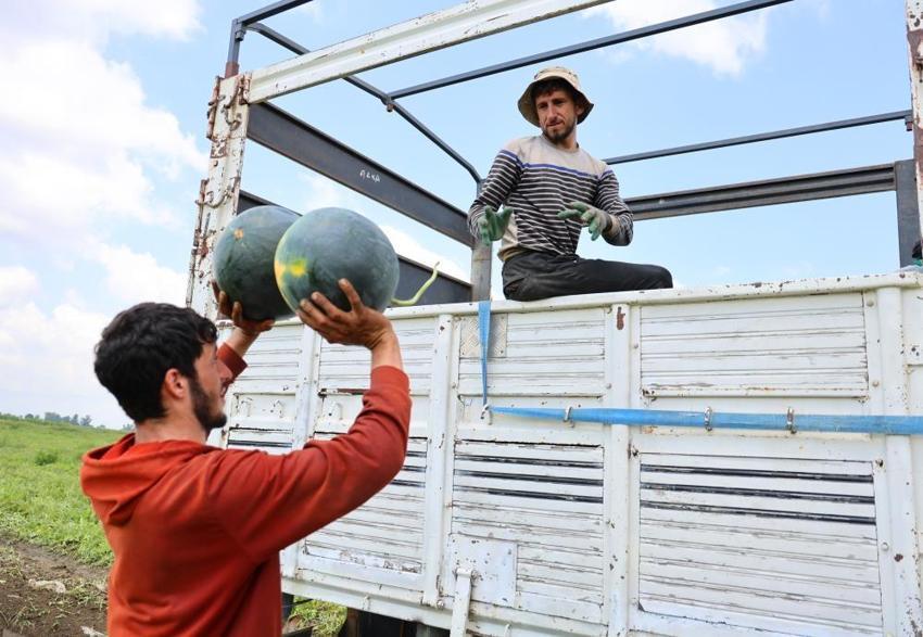 Adana'da tarlada fiyatlar çakıldı! Kilosu 25 liradan 8 liraya düştü: Talep azaldı, kazanç eridi