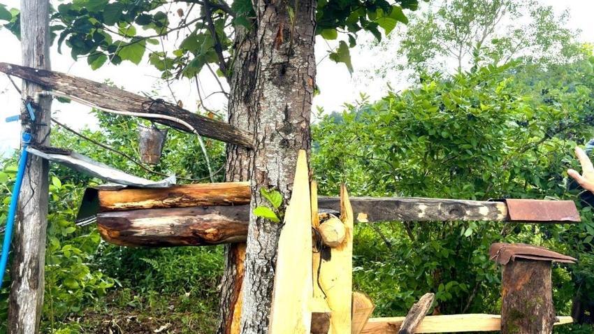 Rize'nin eski usül ayı savarı: Carimangana bahçeye girdi