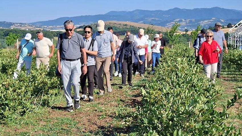 Samsun’da tarımda devrim! Binlerce uğur böceği doğaya salındı: Cep telefonundan takip ediliyor