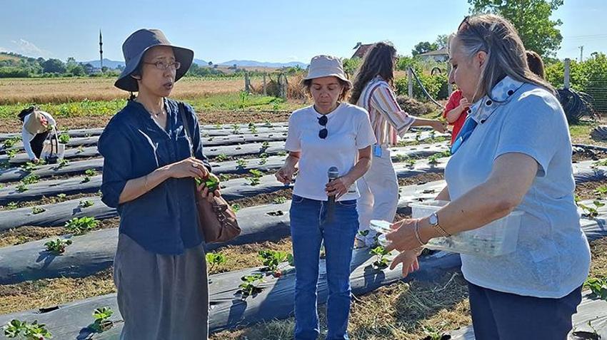Samsun’da tarımda devrim! Binlerce uğur böceği doğaya salındı: Cep telefonundan takip ediliyor