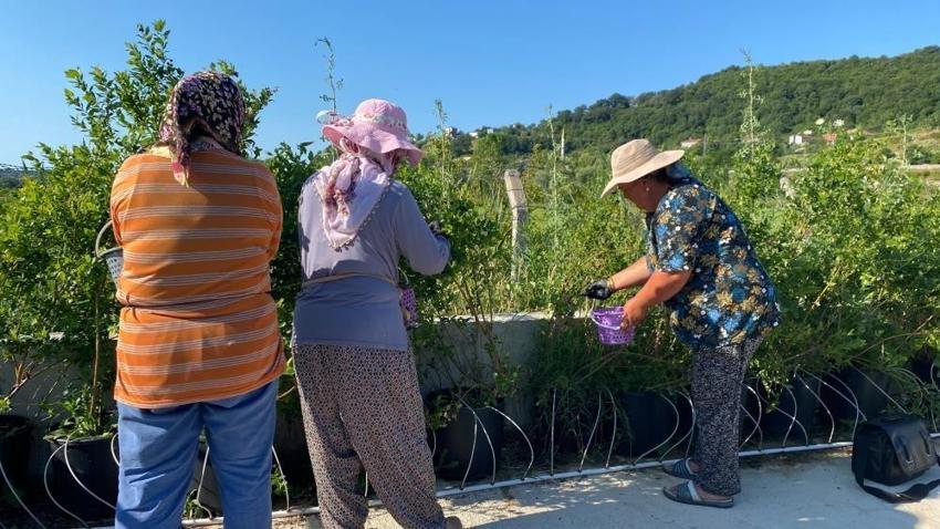 Sinop'ta kilosu 700 liraya çıktı: 8 kişiyle yaptığı hasat sonrası ihracata hazırlanıyor