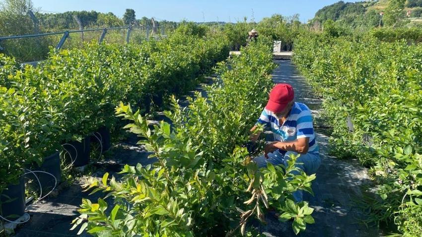 Sinop'ta kilosu 700 liraya çıktı: 8 kişiyle yaptığı hasat sonrası ihracata hazırlanıyor