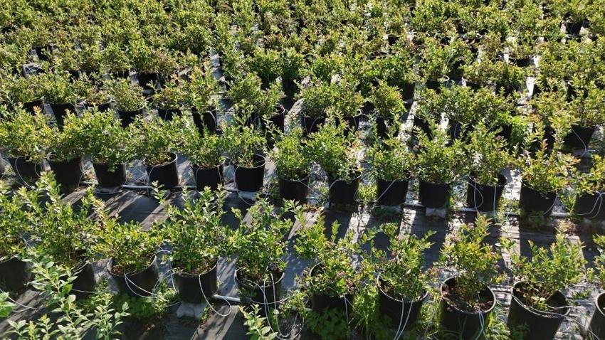 Sinop'ta kilosu 700 liraya çıktı: 8 kişiyle yaptığı hasat sonrası ihracata hazırlanıyor
