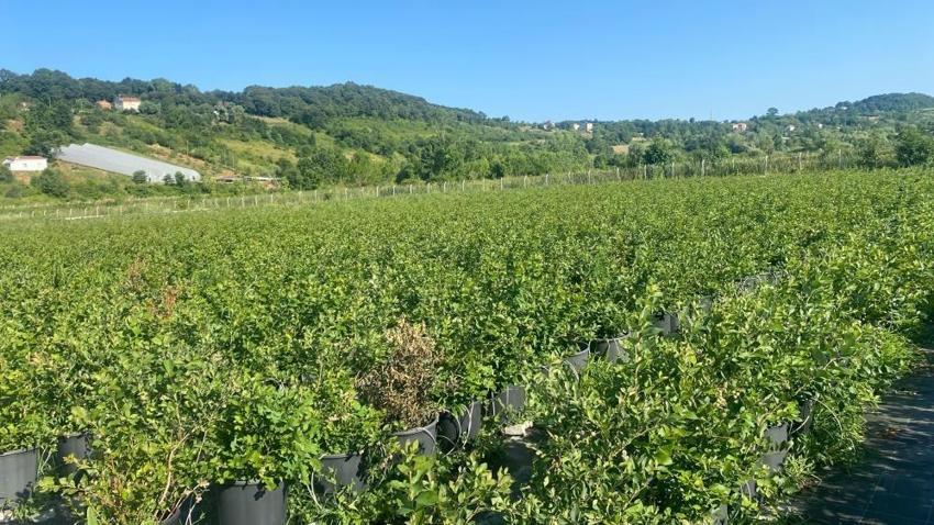 Sinop'ta kilosu 700 liraya çıktı: 8 kişiyle yaptığı hasat sonrası ihracata hazırlanıyor