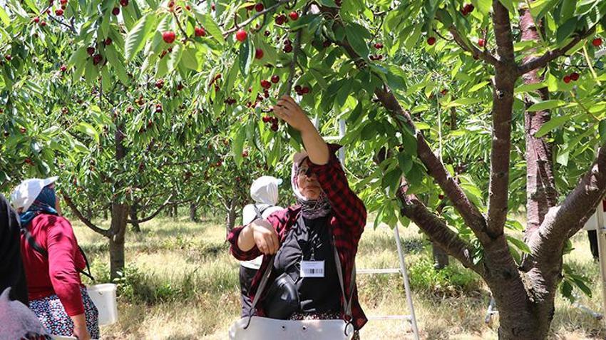 Yozgat'ta 5 bin dönümlük arazide hasat başladı: Rekor verim bekleniyor, Avrupa'ya ihraç edilecek