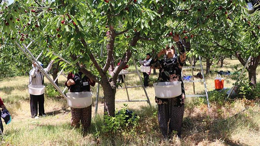 Yozgat'ta 5 bin dönümlük arazide hasat başladı: Rekor verim bekleniyor, Avrupa'ya ihraç edilecek