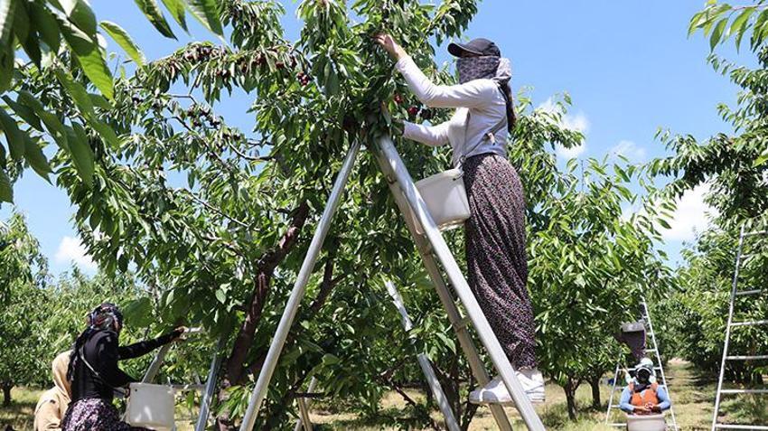 Yozgat'ta 5 bin dönümlük arazide hasat başladı: Rekor verim bekleniyor, Avrupa'ya ihraç edilecek