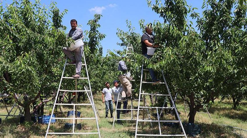 Yozgat'ta 5 bin dönümlük arazide hasat başladı: Rekor verim bekleniyor, Avrupa'ya ihraç edilecek