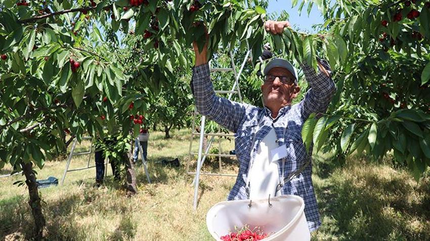 Yozgat'ta 5 bin dönümlük arazide hasat başladı: Rekor verim bekleniyor, Avrupa'ya ihraç edilecek