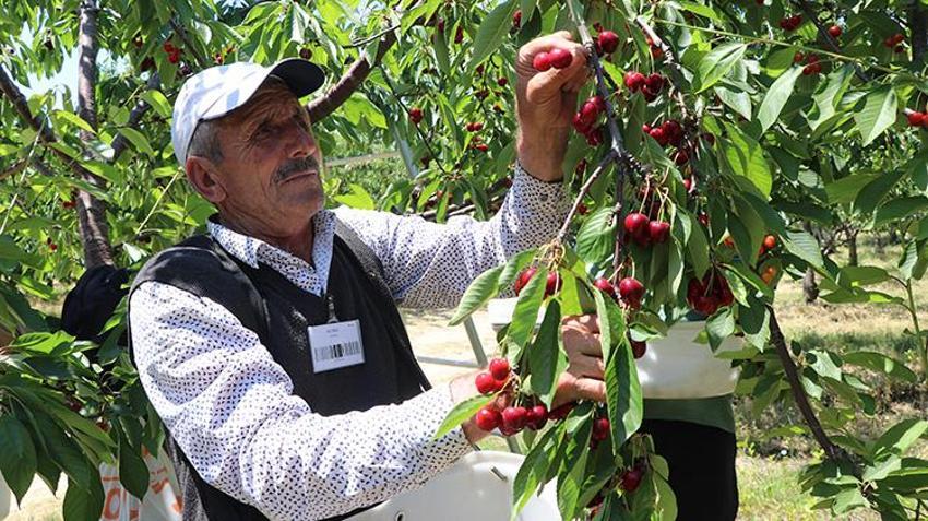 Yozgat'ta 5 bin dönümlük arazide hasat başladı: Rekor verim bekleniyor, Avrupa'ya ihraç edilecek