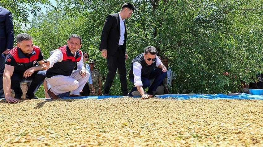 Donda kaybeden Ulukale dutunda bu yıl patlama: 650 ton rekolte bekleniyor