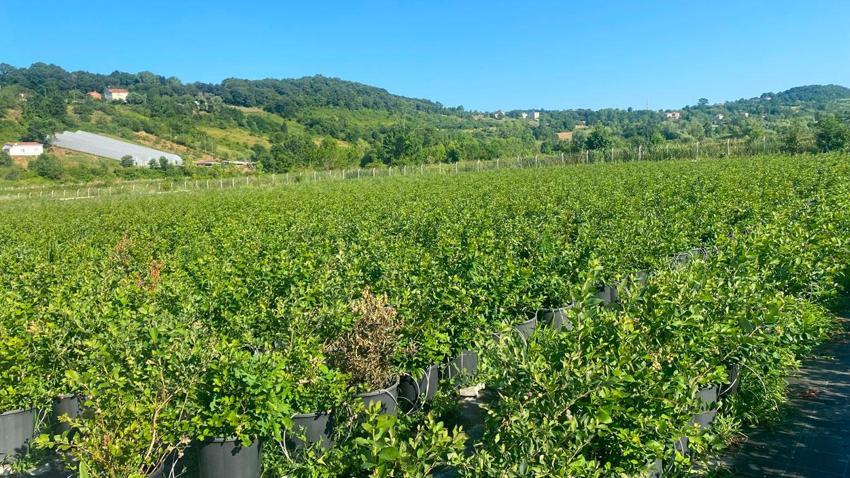 Sinop'ta yaban mersini hasadı başladı: Kilogram fiyatı 650 ile 700 lira arasında değişiyor