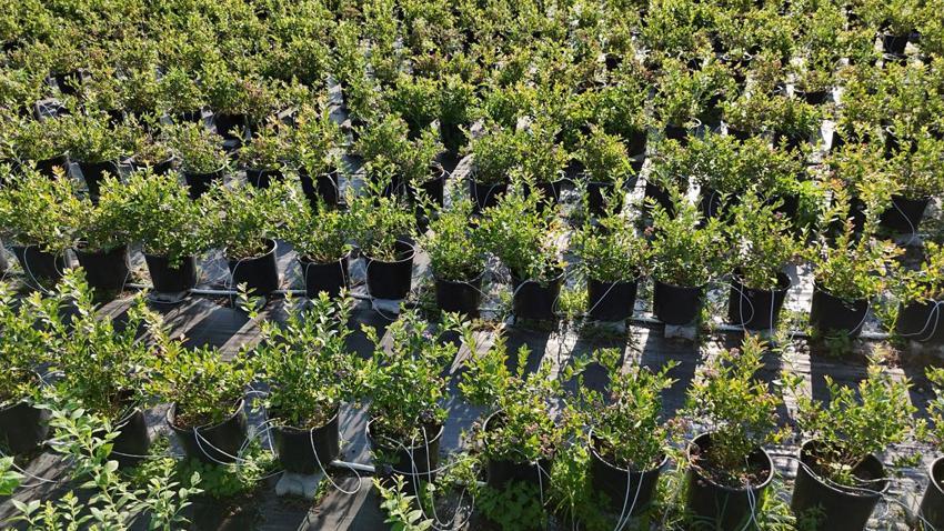 Sinop'ta yaban mersini hasadı başladı: Kilogram fiyatı 650 ile 700 lira arasında değişiyor