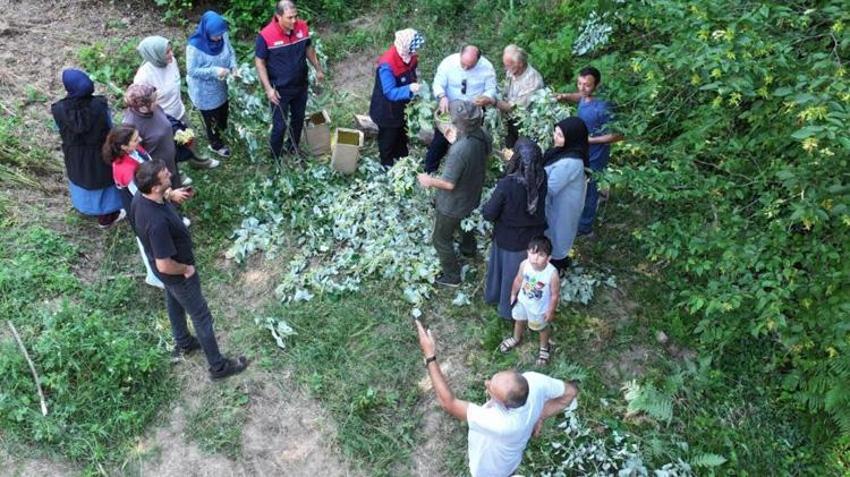 Yılda sadece birkaç gün sürüyor! Yanlış toplayan kaybediyor: Hasatta kritik süreç başladı