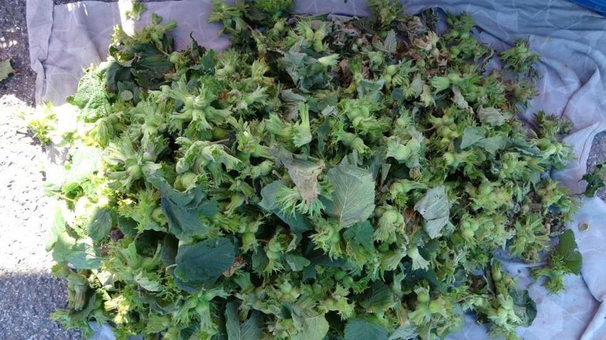 Daha hasat başlamadı ama tezgâhlarda yerini aldı! Kilosu 200 liradan satılıyor
