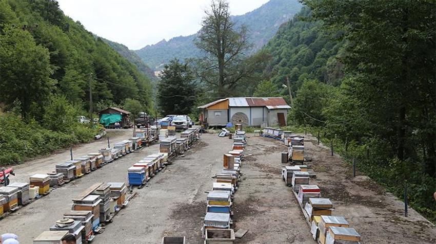 Gram altınla yarışıyor: Artvin’de yeni sezon bal fiyatları açıklandı