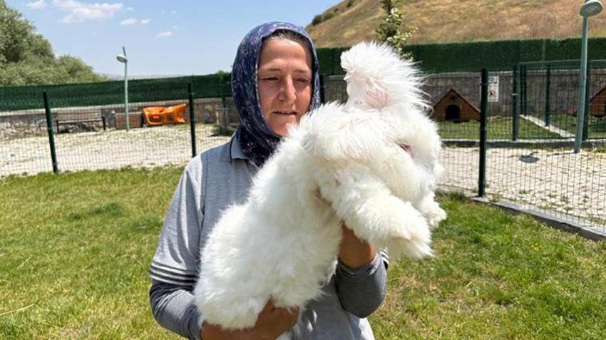 Ankara'da Elmadağ'da 3 tavşanla başlayan proje dev bir istihdam kapısına dönüştü: Kadınlara gelir kapısı olacak