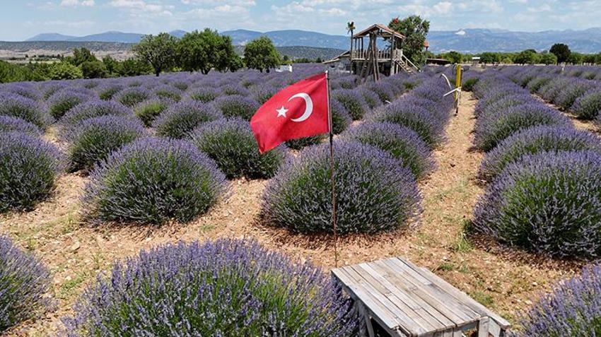 Isparta'da tarlalar mor örtüye büründü! 'Lavanta Kokulu Köy' Kuyucak 130 bin ziyaretçi bekliyor