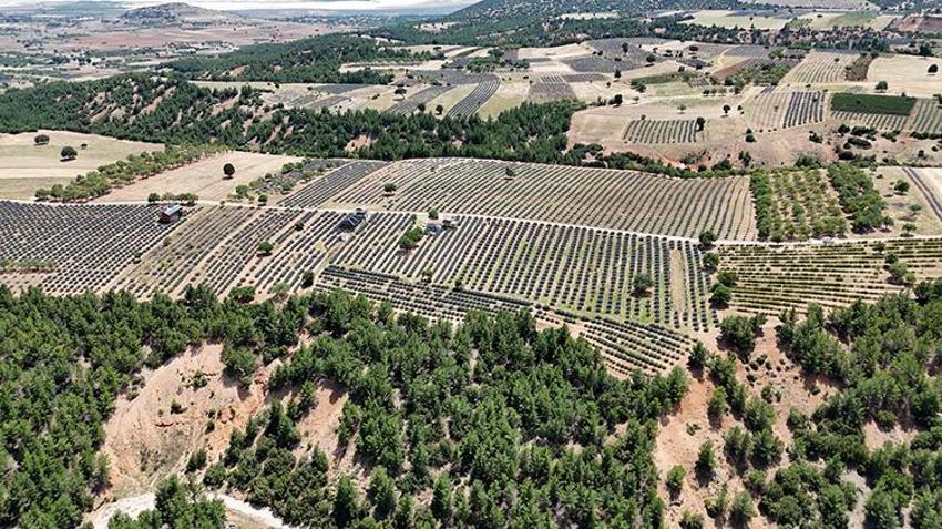 Isparta'da tarlalar mor örtüye büründü! 'Lavanta Kokulu Köy' Kuyucak 130 bin ziyaretçi bekliyor