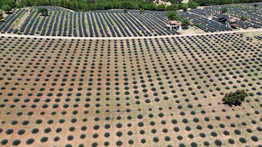 Isparta'da tarlalar mor örtüye büründü! 'Lavanta Kokulu Köy' Kuyucak 130 bin ziyaretçi bekliyor