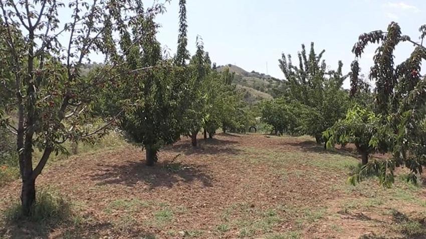 Geçen yıl zirai don vurmuştu! Bu yıl dallar meyveden kırılıyor: Üreticinin kazancı ikiye katlanacak