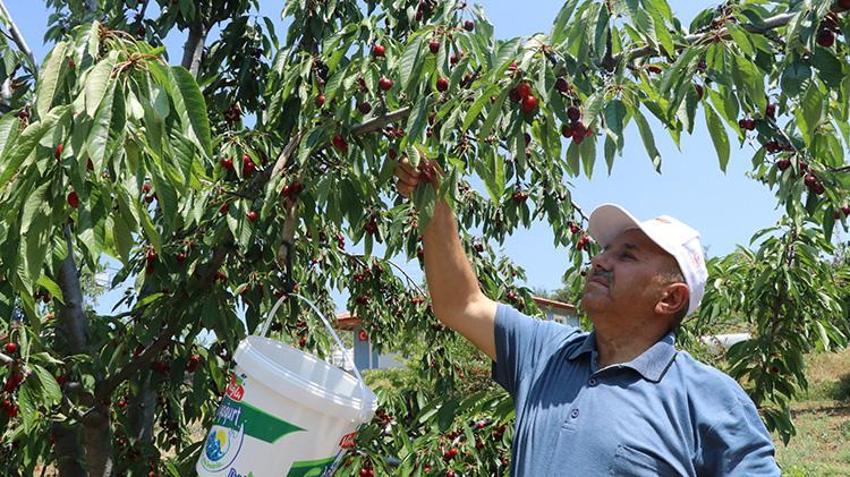 Geçen yıl zirai don vurmuştu! Bu yıl dallar meyveden kırılıyor: Üreticinin kazancı ikiye katlanacak